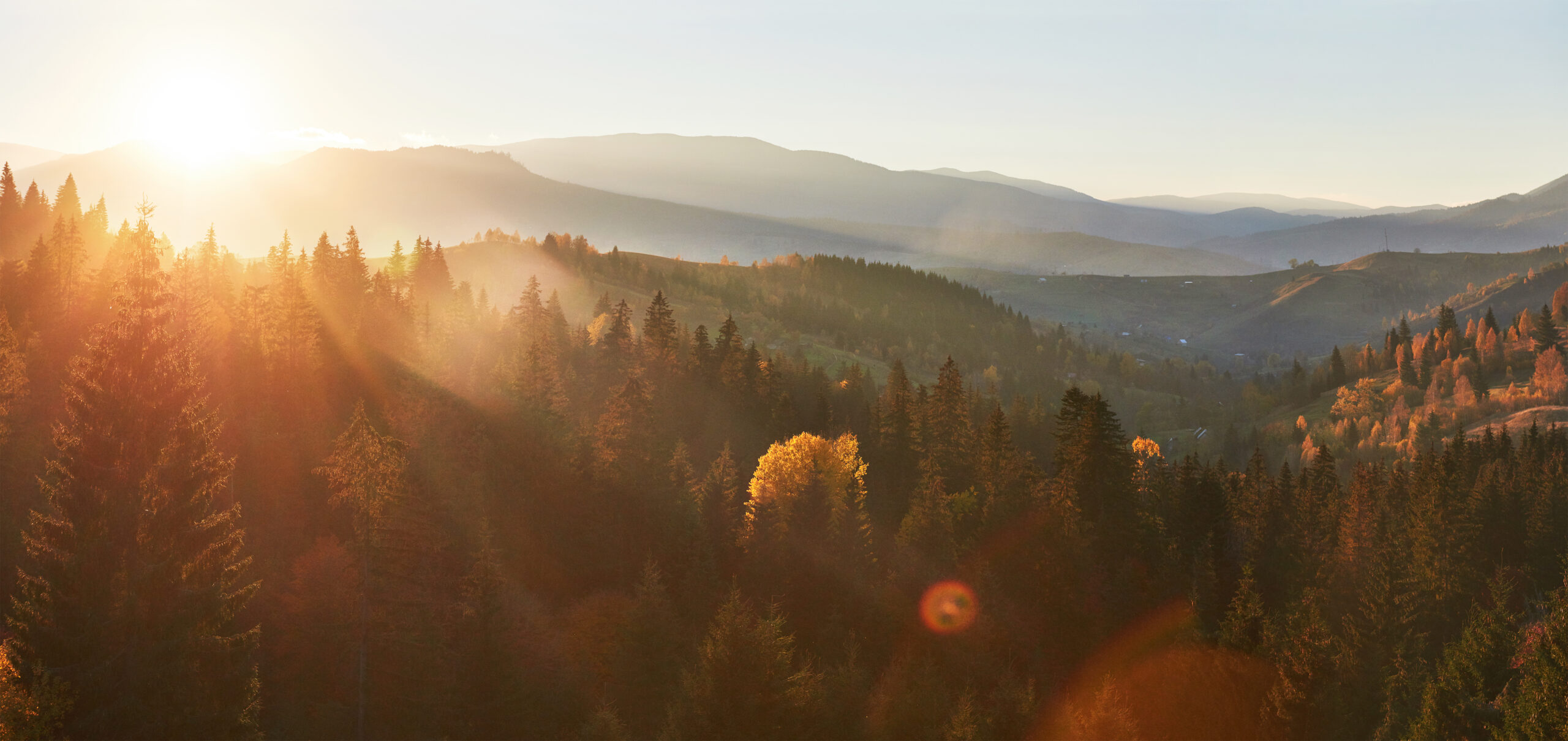 Morning fog creeps with scraps over autumn mountain forest covered in gold leaves.